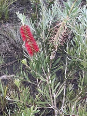 Melaleuca citrina