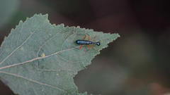 Cicindelinae