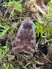 Conistra erythrocephala