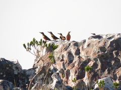 Geocolaptes olivaceus