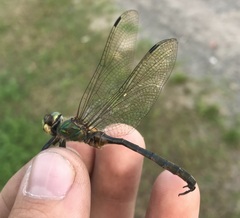 Somatochlora flavomaculata