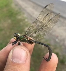Somatochlora flavomaculata