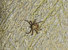 Amblyomma