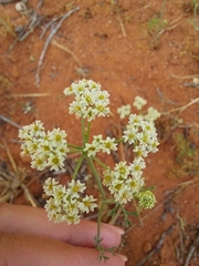 Polycarena