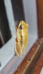 Hyperolius horstockii