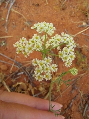 Polycarena