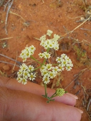 Polycarena