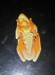 Hyperolius horstockii