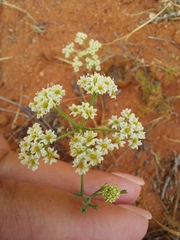 Polycarena