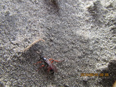Ichneumon promissorius