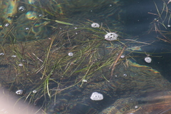 Zosteraceae