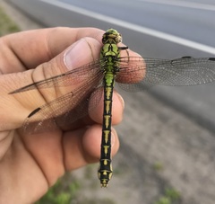 Ophiogomphus cecilia