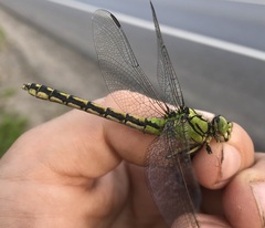 Ophiogomphus cecilia
