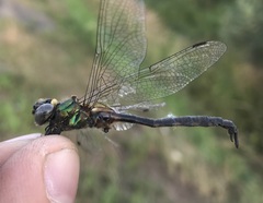 Somatochlora flavomaculata