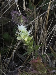 Melampyrum argyrocomum