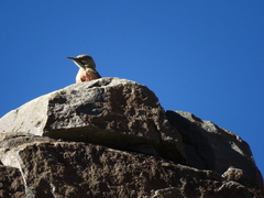 Geocolaptes olivaceus