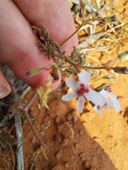 Pelargonium senecioides