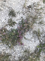 Thymus calcareus