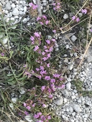Thymus calcareus