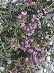 Thymus calcareus