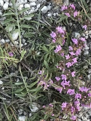 Thymus calcareus
