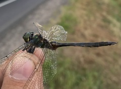 Somatochlora flavomaculata