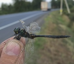 Somatochlora flavomaculata