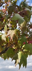 Platanus orientalis