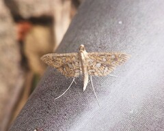 Nausinoe geometralis