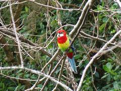 Platycercus eximius eximius