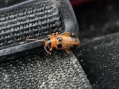 Phyllobrotica quadrimaculata