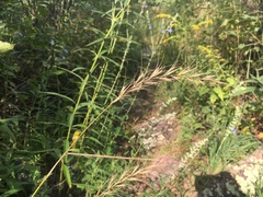 Elymus churchii