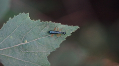 Cicindelinae