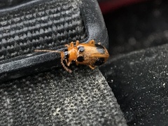 Phyllobrotica quadrimaculata