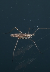 Amphineurus
