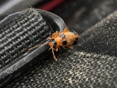 Phyllobrotica quadrimaculata