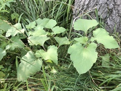 Xanthium orientale riparium