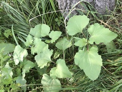 Xanthium orientale riparium
