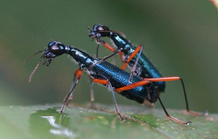 Cicindelinae