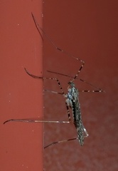 Amphineurus