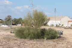 Retama monosperma
