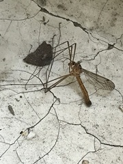 Nephrotoma