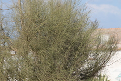 Retama monosperma