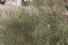 Retama monosperma
