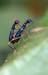 Cicindelinae