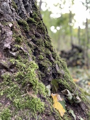 Dicranum montanum