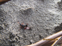 Ichneumon promissorius