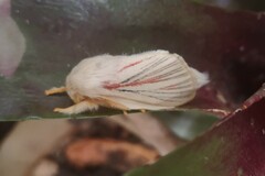 Grammodora nigrolineata