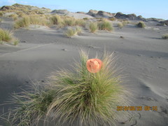 Ichneumon promissorius