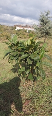 Eriobotrya japonica